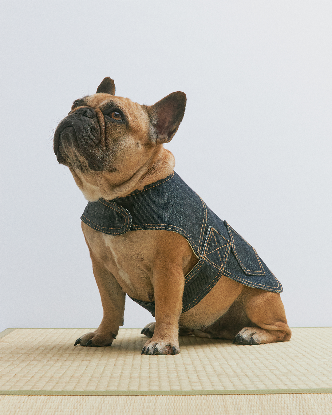 Indigo Type-1 Denim Dog Jacket