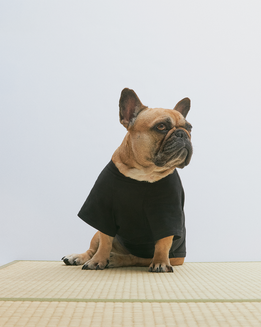 Arch Dog Tee